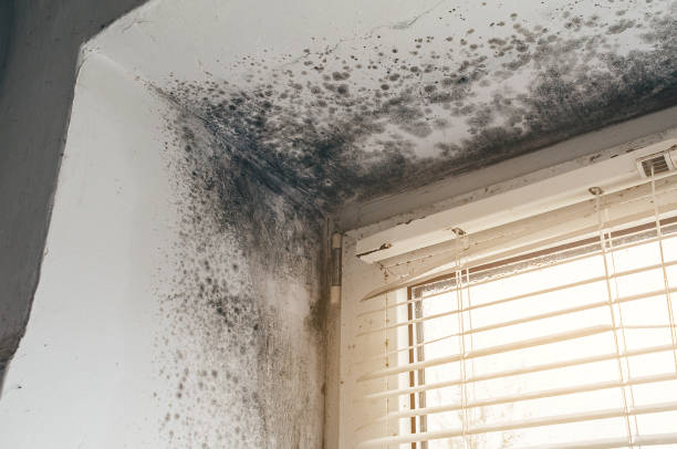 Affordable Mold Cleanup solutions in Cary, IL